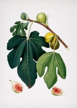 Vintage Fig Fruit Poster