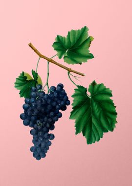 Vintage Lacrima Grapes Art