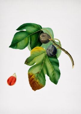 Vintage Fig Fruit Poster