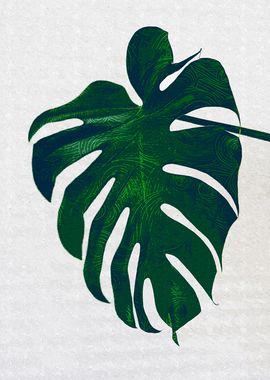 Single Monstera Plant Leaf