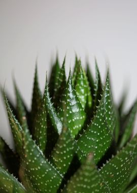 Aloe aristata background