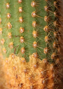 Cactus close up background