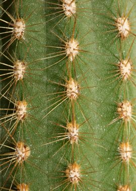 Cactus close up background