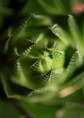 Aloe aristata background