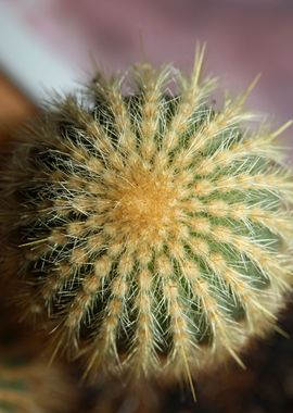 Cactus close up background