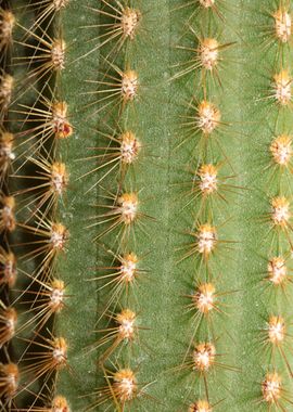 Cactus close up background