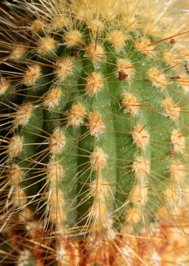 Cactus close up background