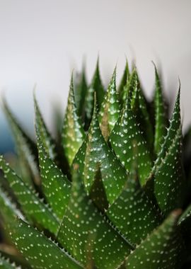 Aloe aristata background