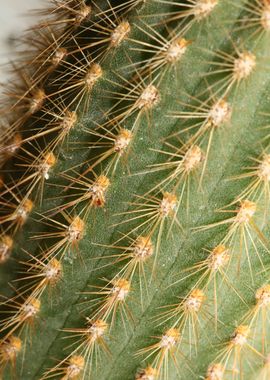 Cactus close up background