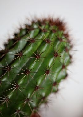 Cactus close up background