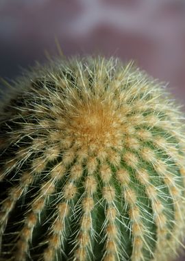 Cactus close up background