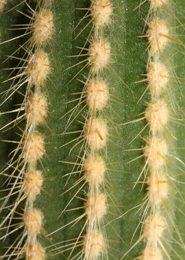 Cactus close up background