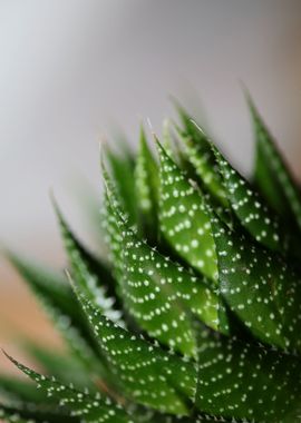 Aloe aristata background