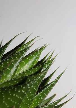 Aloe aristata background