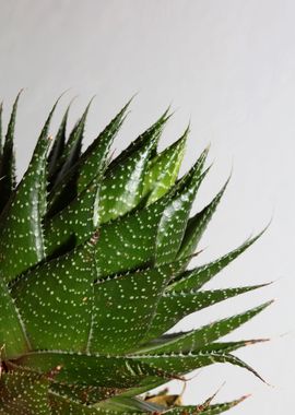 Aloe aristata background