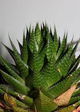 Aloe aristata background