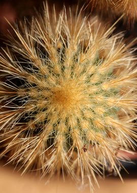 Cactus close up background