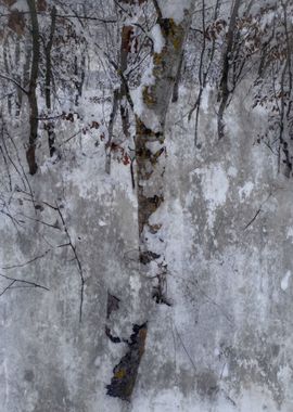 Trees in the cold