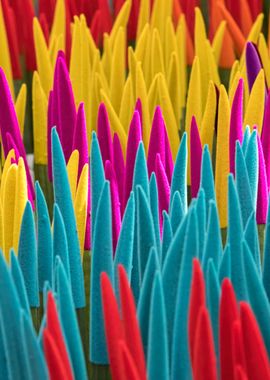 colorful sansevieria 