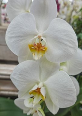 orchid in bloom