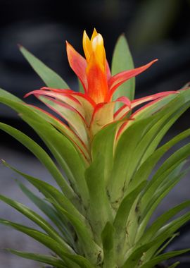 vriesea carinata flower 