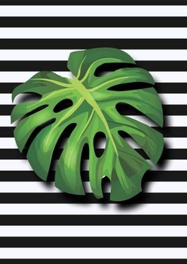 Monstera Deliciousa