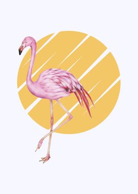 Flamingo