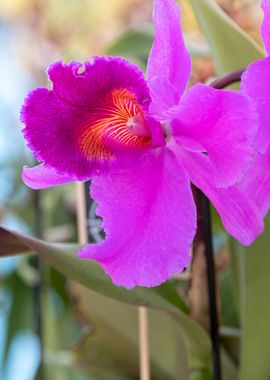 orchid in bloom 