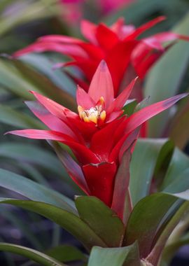 vriesea carinata flower 