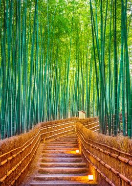 Bamboo forest in japan