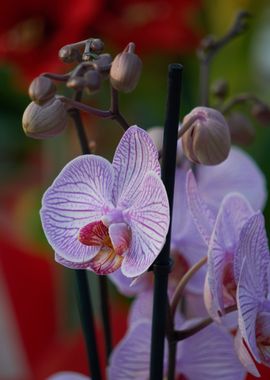 beautiful orchid