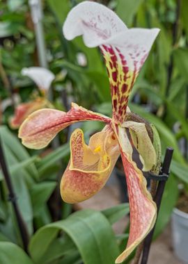 orchid in bloom 