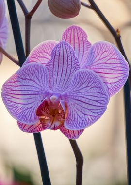 beautiful orchid