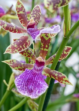 orchid in bloom 