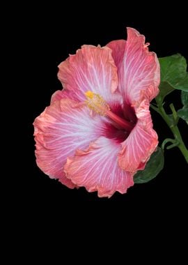 hibiscus in bloom 