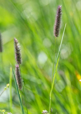 wildflower in summer