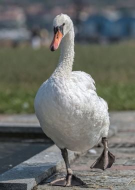 cute swan on lake