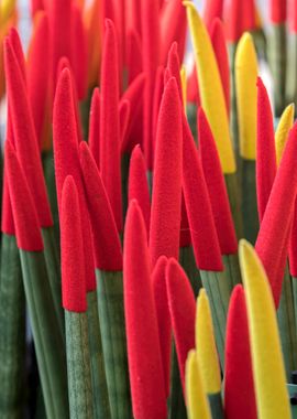 colorful sansevieria 