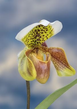 orchid on blue background