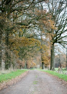 Wild forest empty roads