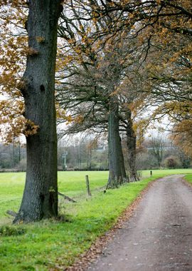 Wild forest empty roads