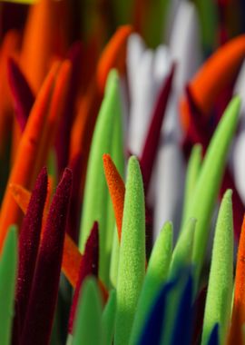 colorful sansevieria 