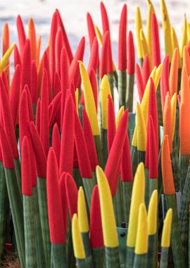 colorful sansevieria 