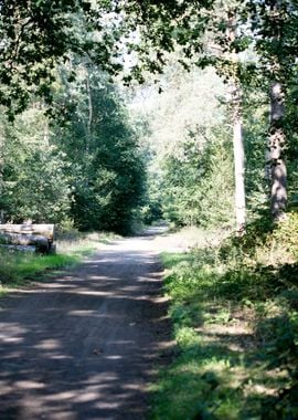 Wild forest empty roads