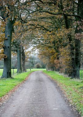 Wild forest empty roads