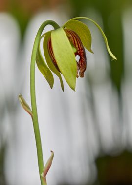 nepenthes carnivorous