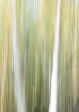 Panning Trees