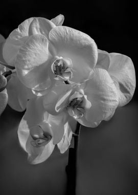 orchid on blue background