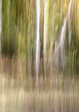 Panning Trees