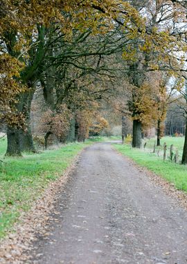 Wild forest empty roads